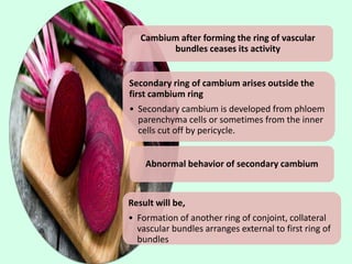 Cambium after forming the ring of vascular
bundles ceases its activity
Secondary ring of cambium arises outside the
first cambium ring
• Secondary cambium is developed from phloem
parenchyma cells or sometimes from the inner
cells cut off by pericycle.
Abnormal behavior of secondary cambium
Result will be,
• Formation of another ring of conjoint, collateral
vascular bundles arranges external to first ring of
bundles
 