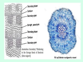 TS of Beta vulgaris root
 
