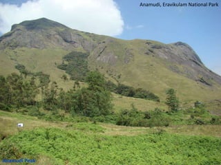 Anamudi, Eravikulam National Park

 