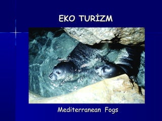 EKO TURİZMEKO TURİZM
Mediterranean FogsMediterranean Fogs
 