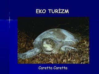 EKO TURİZMEKO TURİZM
Caretta CarettaCaretta Caretta
 