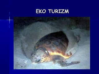 EKO TURIZMEKO TURIZM
 