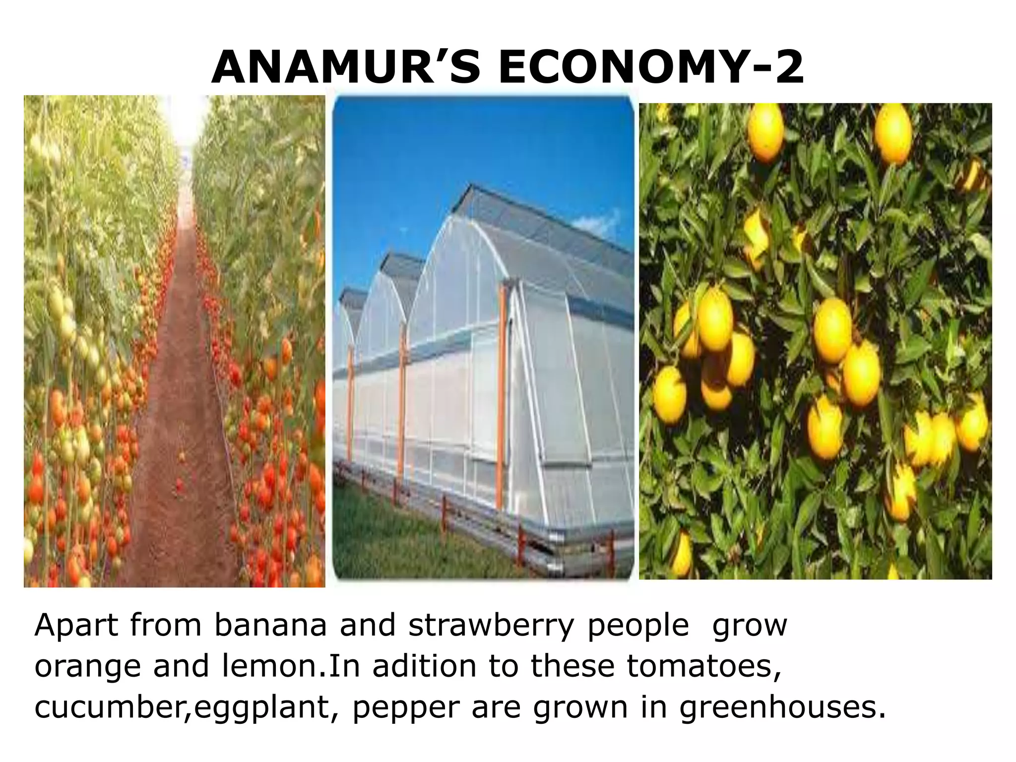 ANAMUR’S ECONOMY-2
Apart from banana and strawberry people grow
orange and lemon.In adition to these tomatoes,
cucumber,eggplant, pepper are grown in greenhouses.
 