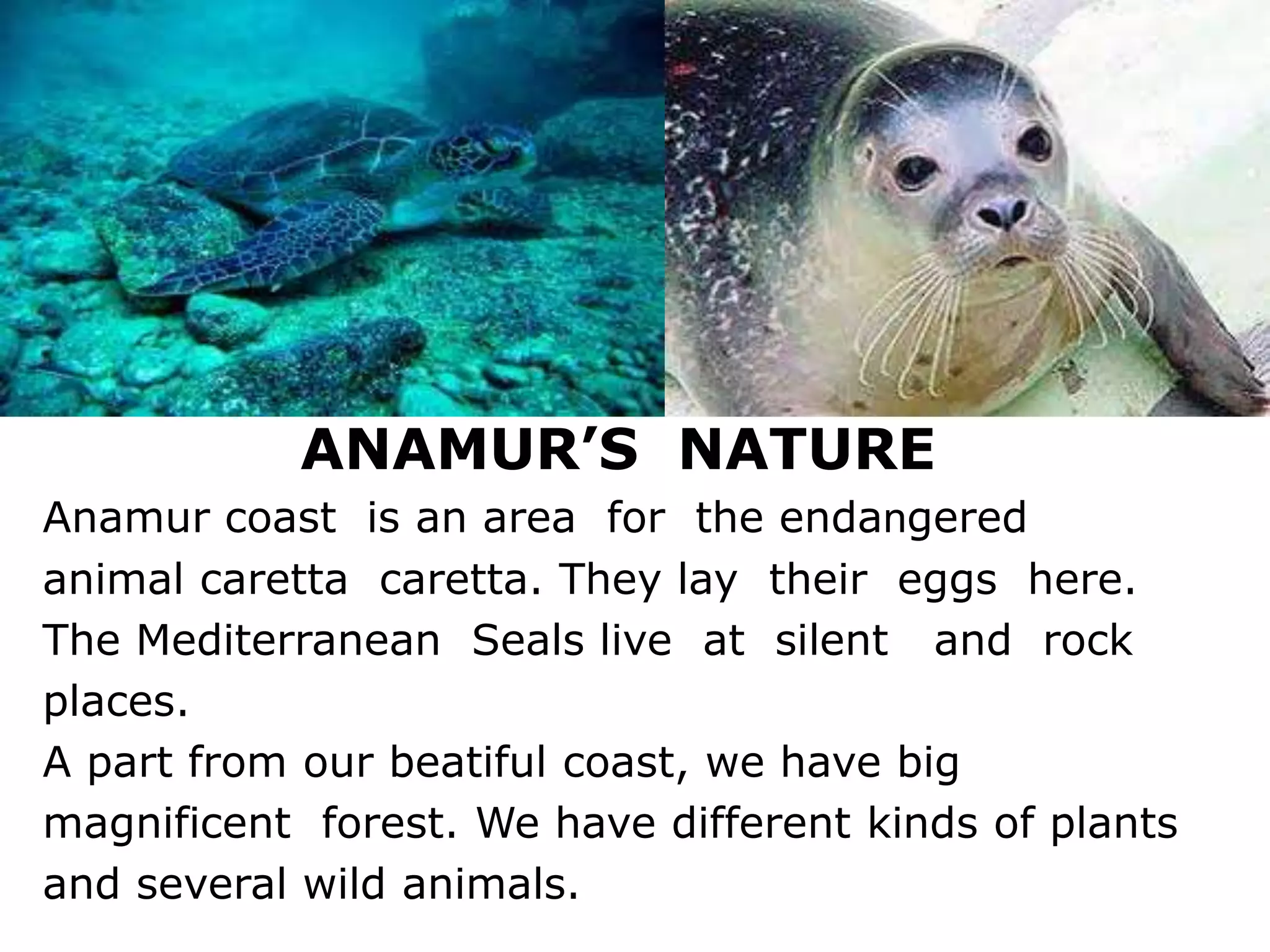 ANAMUR’S NATURE
Anamur coast is an area for the endangered
animal caretta caretta. They lay their eggs here.
The Mediterranean Seals live at silent and rock
places.
A part from our beatiful coast, we have big
magnificent forest. We have different kinds of plants
and several wild animals.
 