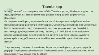 Taenia spp
Μεταξύ των 40 αναγνωρισμένων ειδών Taenia spp., ως ιδιαίτερα σημαντικά
αξιολογούνται η Τaenia solium των χοίρων και η Τaenia saginata των
βοοειδών.
Οι ενήλικοι σκώληκες παρασιτούν το λεπτό έντερο του ανθρώπου, ενώ οι
προνυμφικές μορφές τους ή κυστίκερκοι, Cysticercus cellulosae και Cysticercus
bovis, παρασιτούν τους γραμμωτούς μυς των χοίρων και των βοοειδών,
αντίστοιχα (μυϊκή κυστικέρκωση). Επίσης, ο C. cellulosae στον άνθρωπο
μπορεί να παρασιτεί σε όλα σχεδόν τα όργανα και τους ιστούς.. Ανάλογα
μετον τρόπο της μόλυνσης και το είδος του κεστώδη προκαλούνται στο
άτομο:
1. η εντερική ταινίωση ή ταινίαση, λόγω της πρόσληψης της προνυμφικής
μορφής Cysticercus cellulosae και Cysticercus bovis 2. η κυστικέρκωση, λόγω
πρόσληψης των αυγών της T. solium
 
