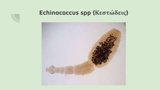 Echinococcus spp (Κεστώδεις)
 