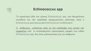 Echinococcus spp
Tα κυριότερα είδη του γένους Echinococcus spp. που θεωρούνται
υπεύθυνα για την πρόκληση τροφιμογενούς μόλυνσης, είναι ο
Echinococcus granulosus και Echinococcus multilocularis.
O άνθρωπος μολύνεται μόνο με την πρόσληψη των αυγών του
παρασίτου ενώ οι συγκεκριμένες προνυμφικές μορφές των ειδών
Echinococcus spp. δεν είναι μολυσματικές για τον άνθρωπο.
 