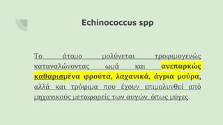 Echinococcus spp
Το άτομο μολύνεται τροφιμογενώς
καταναλώνοντας ωμά και ανεπαρκώς
καθαρισμένα φρούτα, λαχανικά, άγρια μούρα,
αλλά και τρόφιμα που έχουν επιμολυνθεί από
μηχανικούς μεταφορείς των αυγών, όπως μύγες.
 