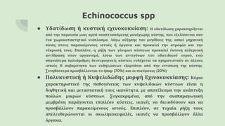 Echinococcus spp
● Υδατίδωση ή κυστική εχινοκοκκίαση: Η υδατίδωση χαρακτηρίζεται
από την παρουσία μιας αργά αναπτυσσόμενης μονόχωρης κύστης, που εξελίσσεται σαν
ένα χωροκατακτητικό νεόπλασμα. Λόγω αύξησης του μεγέθους της, ασκεί μηχανική
πίεση στους παρακείμενους ιστούς ή όργανα και προκαλεί την ατροφία και την
νέκρωσή τους. Επιπλέον, η ρήξη των γόνιμων κύστεων προκαλεί έντονη αλλεργική
αντίδραση στον οργανισμό, λόγω των αντιγόνων του υδατιδικού υγρού, ενώ
σπανιότερα πολυάριθμες δευτερογενείς κύστεις ενδέχεται να σχηματιστούν σε άλλους
ιστούς Η σοβαρότητα των εκδηλώσεων εξαρτάται από την εντόπιση της κύστης.
Συνηθέστερα προσβάλλονται το ήπαρ (70%) και οι πνεύμονες (20%)
● Πολυκυστική ή Κυψελιδώδης μορφή Εχινοκοκκίασης: Κύριο
χαρακτηριστικό της παθογένειας των κυψελιδικών κύστεων είναι η
διηθητική και μεταστατική τους ικανότητα, με αποτέλεσμα την ανάπτυξη
πολλών μικρών κύστεων. Συγκεκριμένα, από την αναπαραγωγική
μεμβράνη παράγονται επιπλέον κύστεις, ικανές να διεισδύσουν και να
προσβάλλουν παρακείμενους ιστούς. Επιπλέον, σε τυχαία ρήξη τους
απελευθερώνονται οι σκωληκοκεφαλές, ικανές να προσβάλλουν άλλα
όργανα.
 