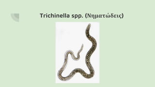 Trichinella spp. (Νηματώδεις)
 