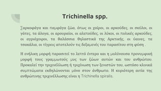 Trichinella spp.
Σαρκοφάγα και παμφάγα ζώα, όπως οι χοίροι, οι αρκούδες, οι σκύλοι, οι
γάτες, τα άλογα, οι αρουραίοι, οι αλεπούδες, οι λύκοι, οι πολικές αρκούδες,
οι αγριόχοιροι, τα θαλάσσια θηλαστικά της Αρκτικής, οι ύαινες, τα
τσακάλια, οι τίγρεις αποτελούν τις δεξαμενές του παρασίτου στη φύση .
Η ενήλικη μορφή παρασιτεί το λεπτό έντερο και η μολύνουσα προνυμφική
μορφή τους γραμμωτούς μυς των ζώων αυτών και του ανθρώπου.
Προκαλεί την τριχινέλλωση ή τριχίνωση των ξενιστών του, ωστόσο κλινικά
συμπτώματα εκδηλώνονται μόνο στον άνθρωπο. Η κυριότερη αιτία της
ανθρώπινης τριχινέλλωσης είναι η Trichinella spiralis.
 