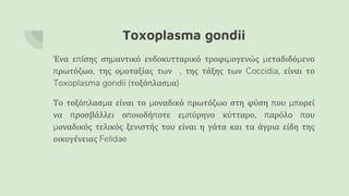 Toxoplasma gondii
Ένα επίσης σημαντικό ενδοκυτταρικό τροφιμογενώς μεταδιδόμενο
πρωτόζωο, της ομοταξίας των , της τάξης των Coccidia, είναι το
Toxoplasma gondii (τοξόπλασμα)
Το τοξόπλασμα είναι το μοναδικό πρωτόζωο στη φύση που μπορεί
να προσβάλλει οποιοδήποτε εμπύρηνο κύτταρο, παρόλο που
μοναδικός τελικός ξενιστής του είναι η γάτα και τα άγρια είδη της
οικογένειας Felidae
 