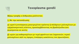 Toxoplasma gondii
Μέσω τροφής ο άνθρωπος μολύνεται:
1. Με την κατανάλωση:
α) ωμού ή ανεπαρκώς μαγειρεμένου κρέατος ή σπλάχνων μολυσμένων με
τοξοπλασματικές κύστεις, προσλαμβάνοντας τα βραδυζωίδια που
περιέχονται σε αυτές
β) ωμών μη καθαρισμένων με νερό φρούτων και λαχανικών, νερού
μολυσμένων από τις ώριμες, ένσπορες ωοκύστεις του πρωτοζώου.
 