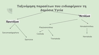 Ταξινόμηση παρασίτων που ενδιαφέρουν τη
Δημόσια Υγεία
Πρωτόζωα
Μετάζωα
Sarcomastigophora
Sporozoa
Platyhelminthes
Nimatelminthes
Cestoda
Trematoda
Nematoda
 