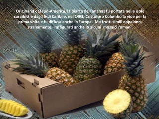 Originaria dal sud-America, la pianta dell’ananas fu portata nelle isole
caraibiche dagli Indi Caribi e, nel 1493, Cristof...