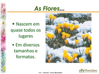 TTC – 25.08.2012 : Sandra Braconnot
As Flores...
• Nascem em
quase todos os
lugares
• Em diversos
tamanhos e
formatos.
 