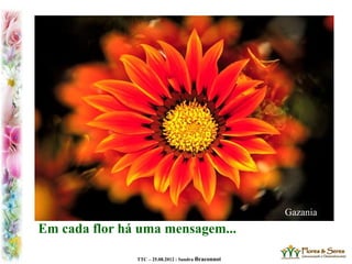 TTC – 25.08.2012 : Sandra Braconnot
Gazania
Em cada flor há uma mensagem...
 