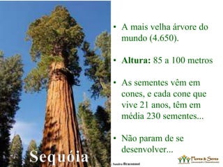 TTC – 25.08.2012 : Sandra Braconnot
• A mais velha árvore do
mundo (4.650).
• Altura: 85 a 100 metros
• As sementes vêm em
cones, e cada cone que
vive 21 anos, têm em
média 230 sementes...
• Não param de se
desenvolver...
 