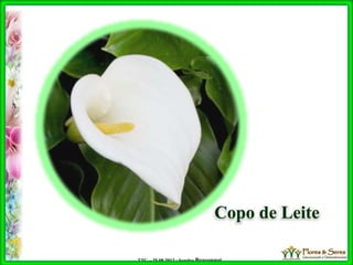 TTC – 25.08.2012 : Sandra Braconnot
Copo de Leite
 