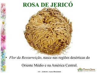 TTC – 25.08.2012 : Sandra Braconnot
ROSA DE JERICÓ
• Flor da Ressurreição, nasce nas regiões desérticas do
Oriente Médio e na América Central.
 
