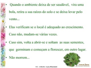 TTC – 25.08.2012 : Sandra Braconnot
• Quando o ambiente deixa de ser saudável, vira uma
bola, retira a sua raízes do solo e se deixa levar pelo
vento...
• Elas verificam se o local é adequado ao crescimento.
Caso não, mudam-se várias vezes.
• Caso sim, volta a abrir-se e soltam as suas sementes,
que germinam e começam a florescer, em outro lugar.
• Não morrem...
 