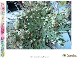 TTC – 25.08.2012 : Sandra Braconnot
 