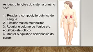 As quatro funções do sistema urinário
são:
1. Regular a composição química do
sangue
2. Eliminar muitos metabólitos
3. Regular o volume de líquido e o
equilíbrio eletrolítico
4. Manter o equilíbrio acidobásico do
corpo
 