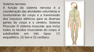 Sistema nervoso.
A função do sistema nervoso é a
coordenação das atividades voluntárias e
involuntárias do corpo e a transmissão
dos impulsos elétricos para as diversas
partes do corpo e o cérebro. Sistema
Muscular O sistema muscular, que inclui
todos os tecidos musculares do corpo, é
subdividido em três tipos: (1)
esquelético, (2) liso e (3) cardíaco.
 