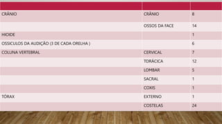 CRÂNIO CRÂNIO 8
OSSOS DA FACE 14
HIOIDE 1
OSSICULOS DA AUDIÇÃO (3 DE CADA ORELHA ) 6
COLUNA VERTEBRAL CERVICAL 7
TORÁCICA 12
LOMBAR 5
SACRAL 1
COXIS 1
TÓRAX EXTERNO 1
COSTELAS 24
 