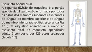 Esqueleto Apendicular
A segunda divisão do esqueleto é a porção
apendicular. Essa divisão é formada por todos
os ossos dos membros superiores e inferiores,
do cíngulo do membro superior e do cíngulo
do membro inferior (as regiões escuras da Fig.
1.13). O esqueleto apendicular é unido ao
esqueleto axial. O esqueleto apendicular
adulto é composto por 126 ossos separados
(Tabela 1.2).
 