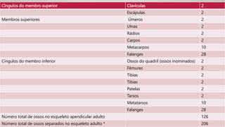 Cíngulos do membro superior Clavículas 2
Escápulas 2
Membros superiores Úmeros 2
Ulnas 2
Rádios 2
Carpos 2
Metacarpos 10
Falanges 28
Cíngulos do membro inferior Ossos do quadril (ossos inominados) 2
Fêmures 2
Tíbias 2
Tíbias 2
Patelas 2
Tarsos 2
Metatarsos 10
Falanges 28
Número total de ossos no esqueleto apendicular adulto 126
Número total de ossos separados no esqueleto adulto * 206
 