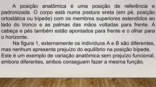 A posição anatômica é uma posição de referência e
padronizada. O corpo está numa postura ereta (em pé, posição
ortostática ou bípede) com os membros superiores estendidos ao
lado do tronco e as palmas das mãos voltadas para frente. A
cabeça e pés também estão apontados para frente e o olhar para
o horizonte.
Na figura 1, externamente os indivíduos A e B são diferentes,
mas nenhum apresenta prejuízo do equilíbrio na posição bípede.
Este é um exemplo de variação anatômica sem prejuízo funcional,
embora diferentes, ambos conseguem fazer a mesma função.
 