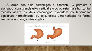 A forma dos dois estômagos é diferente. O primeiro é
alongado, com grande eixo vertical e o outro está mais horizontal,
mesmo assim os dois estômagos executam os fenômenos
digestivos normalmente, ou seja, existe uma variação na forma,
sem alterar a função dos órgãos
 