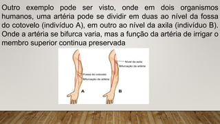 Outro exemplo pode ser visto, onde em dois organismos
humanos, uma artéria pode se dividir em duas ao nível da fossa
do cotovelo (indivíduo A), em outro ao nível da axila (indivíduo B).
Onde a artéria se bifurca varia, mas a função da artéria de irrigar o
membro superior continua preservada
 