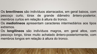 Os brevilíneos são indivíduos atarracados, em geral baixos, com
pescoço curto, tórax de grande diâmetro ântero-posterior,
membros curtos em relação à altura do tronco.
Os mediolíneos apresentam caracteres intermediários aos tipos
extremos.
Os longilíneos são indivíduos magros, em geral altos, com
pescoço longo, tórax muito achatado ântero-posteriormente, com
membros longos em relação à altura do tronco.
 