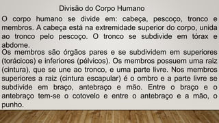 Divisão do Corpo Humano
O corpo humano se divide em: cabeça, pescoço, tronco e
membros. A cabeça está na extremidade superior do corpo, unida
ao tronco pelo pescoço. O tronco se subdivide em tórax e
abdome.
Os membros são órgãos pares e se subdividem em superiores
(torácicos) e inferiores (pélvicos). Os membros possuem uma raiz
(cintura), que se une ao tronco, e uma parte livre. Nos membros
superiores a raiz (cintura escapular) é o ombro e a parte livre se
subdivide em braço, antebraço e mão. Entre o braço e o
antebraço tem-se o cotovelo e entre o antebraço e a mão, o
punho.
 