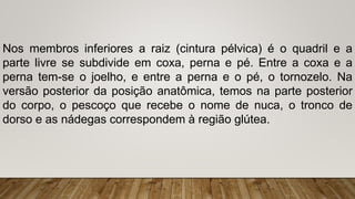Nos membros inferiores a raiz (cintura pélvica) é o quadril e a
parte livre se subdivide em coxa, perna e pé. Entre a coxa e a
perna tem-se o joelho, e entre a perna e o pé, o tornozelo. Na
versão posterior da posição anatômica, temos na parte posterior
do corpo, o pescoço que recebe o nome de nuca, o tronco de
dorso e as nádegas correspondem à região glútea.
 