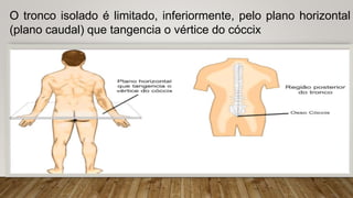 O tronco isolado é limitado, inferiormente, pelo plano horizontal
(plano caudal) que tangencia o vértice do cóccix
 