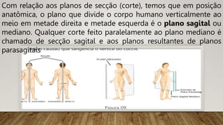 Com relação aos planos de secção (corte), temos que em posição
anatômica, o plano que divide o corpo humano verticalmente ao
meio em metade direita e metade esquerda é o plano sagital ou
mediano. Qualquer corte feito paralelamente ao plano mediano é
chamado de secção sagital e aos planos resultantes de planos
parasagitais
 