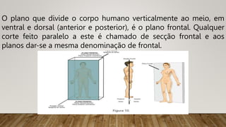 O plano que divide o corpo humano verticalmente ao meio, em
ventral e dorsal (anterior e posterior), é o plano frontal. Qualquer
corte feito paralelo a este é chamado de secção frontal e aos
planos dar-se a mesma denominação de frontal.
 