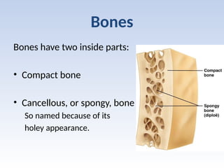 Anantomy of Bones and their general features.pptx