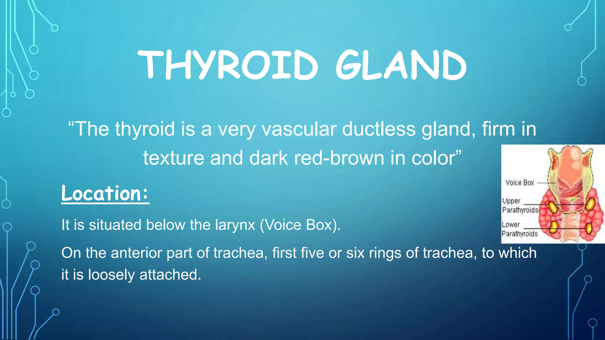 THYROID GLAND
“The thyroid is a very vascular ductless gland, firm in
texture and dark red-brown in color”
Location:
It is situated below the larynx (Voice Box).
On the anterior part of trachea, first five or six rings of trachea, to which
it is loosely attached.
 