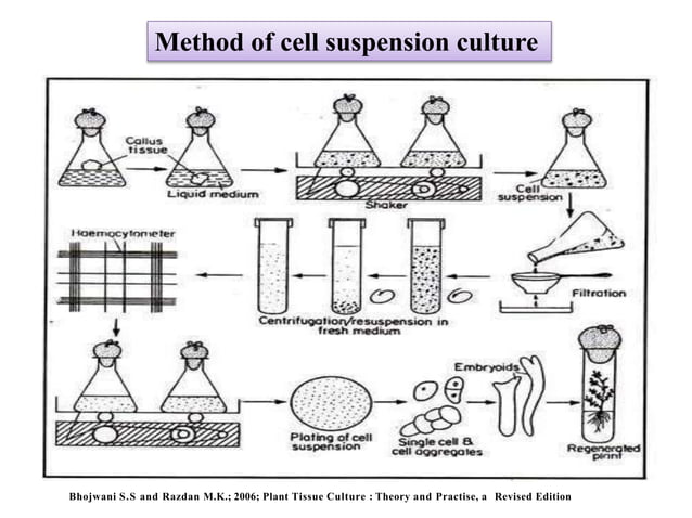 Suspension Culture and Single Cell Cultures, Culturing methods ...
