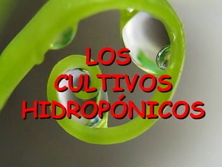 LOS
  CULTIVOS
HIDROPÓNICOS
 
