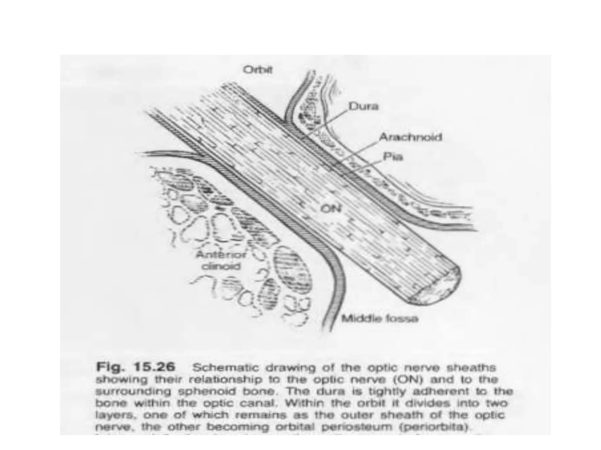 Anatomy of optic nerve | PPTX