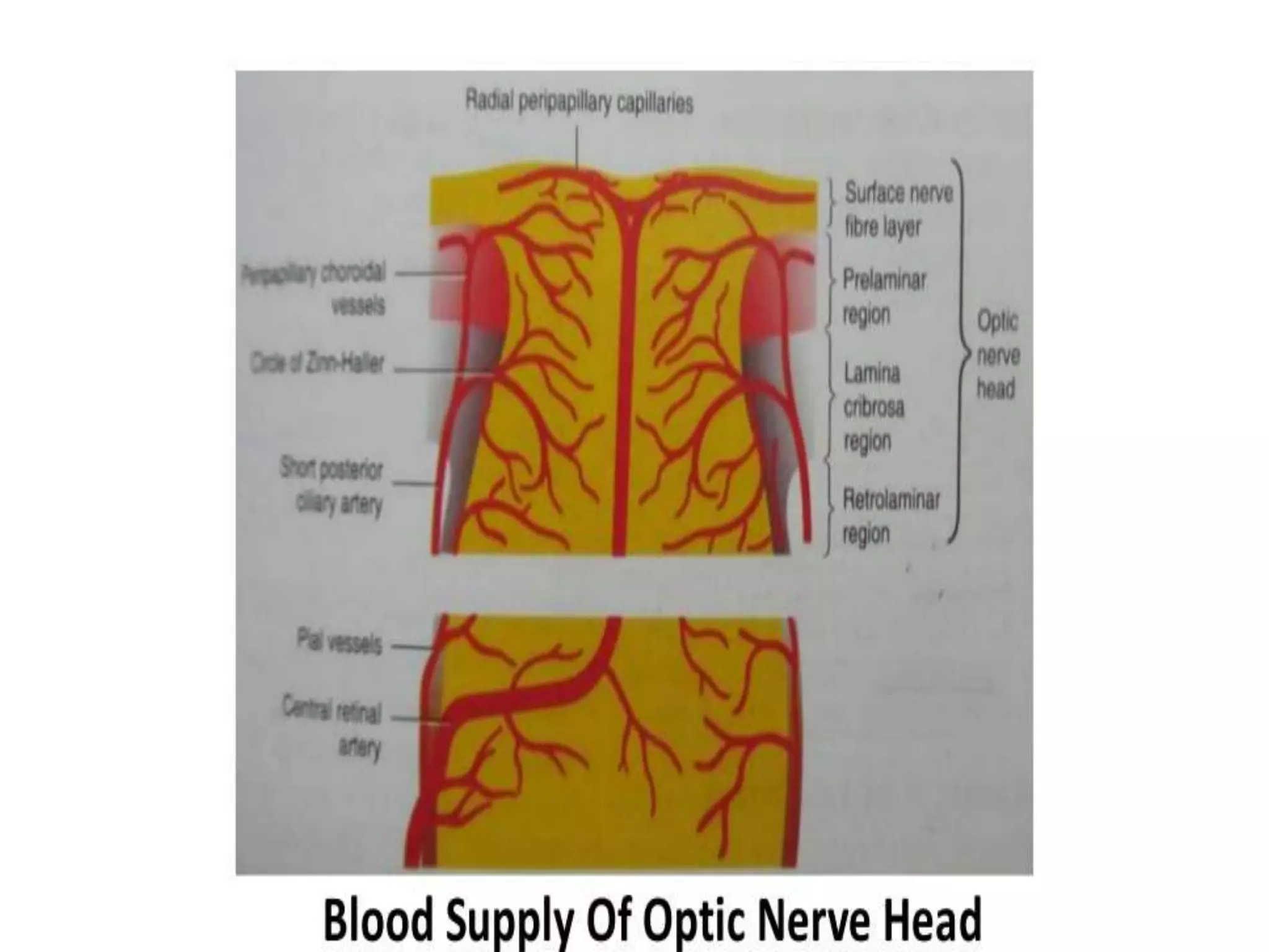 Anatomy of optic nerve | PPTX