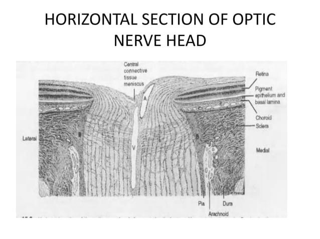 Anatomy of optic nerve | PPTX