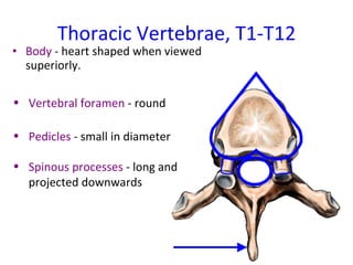 Thoracic Vertebrae, T1-T12 ,[object Object],[object Object],[object Object],[object Object]