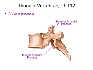 [object Object],Thoracic Vertebrae, T1-T12 Superior Articular Process Inferior Articular Process 