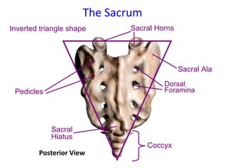 The Sacrum Sacral Horns Sacral Ala Pedicles Dorsal Foramina Sacral Hiatus Coccyx Posterior View Inverted triangle shape 